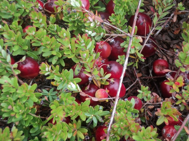 Cranberries in the bog, October 2011. Photo courtesy of Prapti Behera